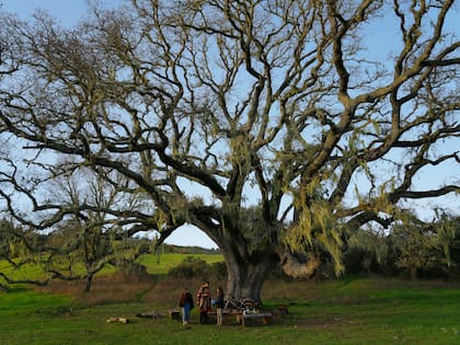 Los visitantes de San Gerónimo Commons se paran debajo de un roble, parte del área de los "últimos nueve hoyos" de un antiguo campo de golf que está siendo devuelto a la naturaleza y ahora es un espacio público para caminar y hacer senderismo.