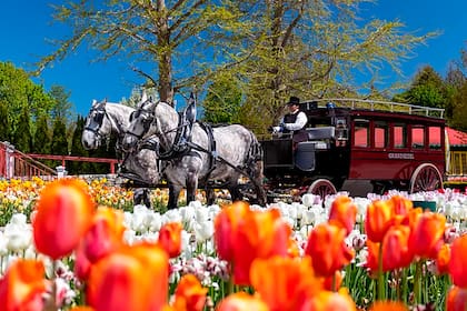 Los visitantes pueden caminar, andar en bicicleta o tomar un carruaje tirado por caballos