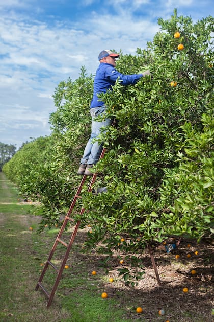 Los visitantes pueden ver el proceso de cosecha de naranjas.