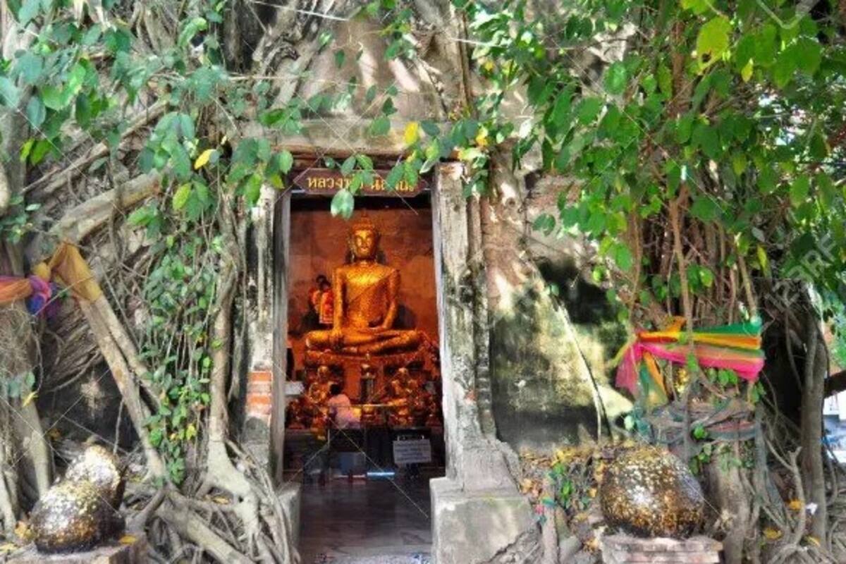 Los visitantes se acercan al árbol pho (ficus religiosa) a dejarles ofrendas diversas para que los ayude con su número de la lotería.