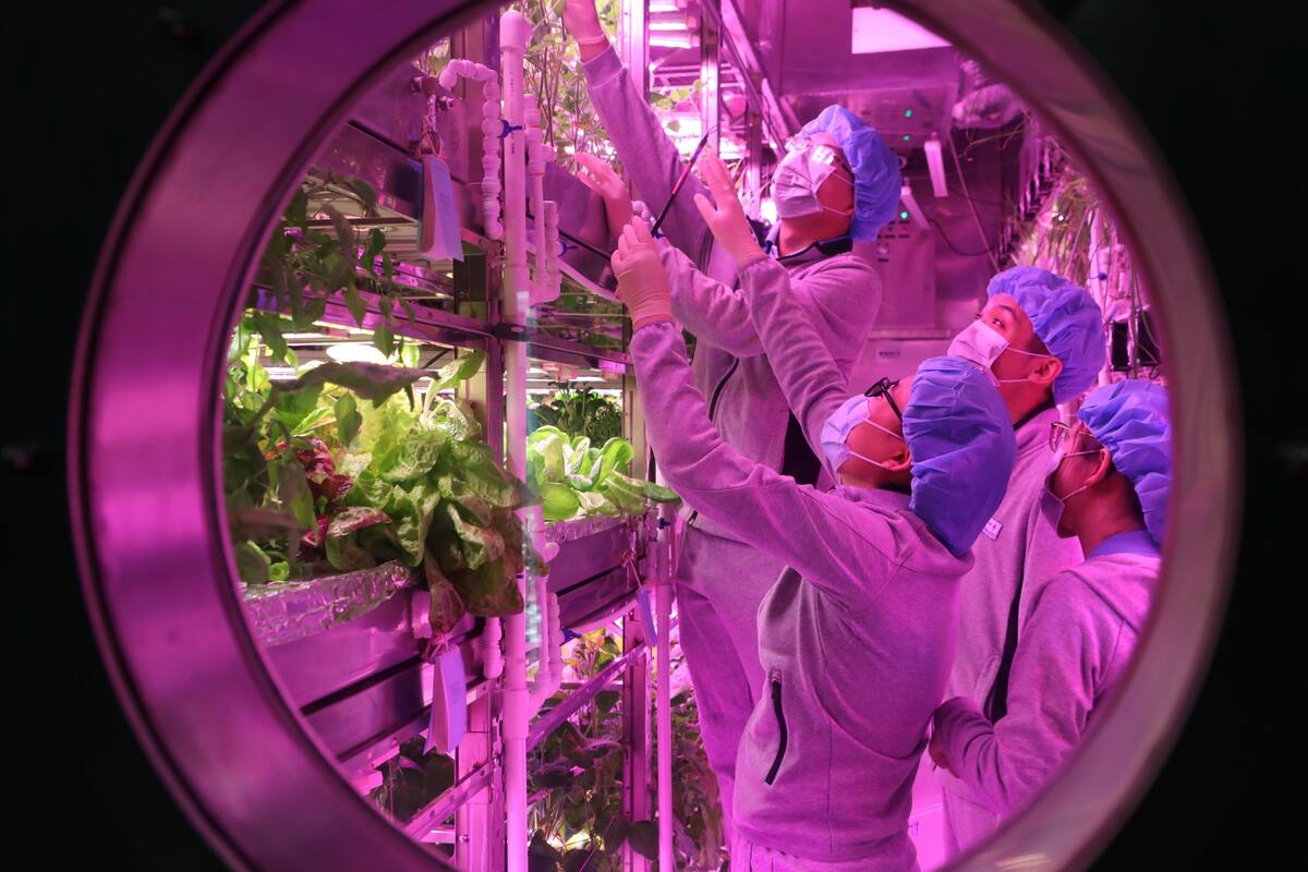 Los voluntarios trabajan en la huerta del laboratorio, donde 8 personas pasaron 370 días