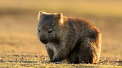 Los wómbats, también conocidos como vonbátidos o tejones australianos, son una especie protegida en Australia
