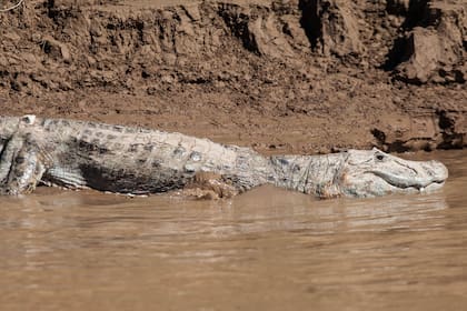 Los yacarés pueden medir hasta 2,5 metros de largo y se los encuentra en ambas orillas del río Bermejo.