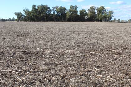 Lote a siembra de maíz temprano en Carlos Tejedor