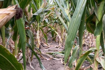 Lote de maíz con sintomas de estrés hídrico en Pergamino, provincia de Buenos Aires