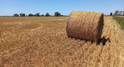 Lote de trigo. Por su estado regular se confeccionaron rollos para consumo animal en el centro norte de General Obligado