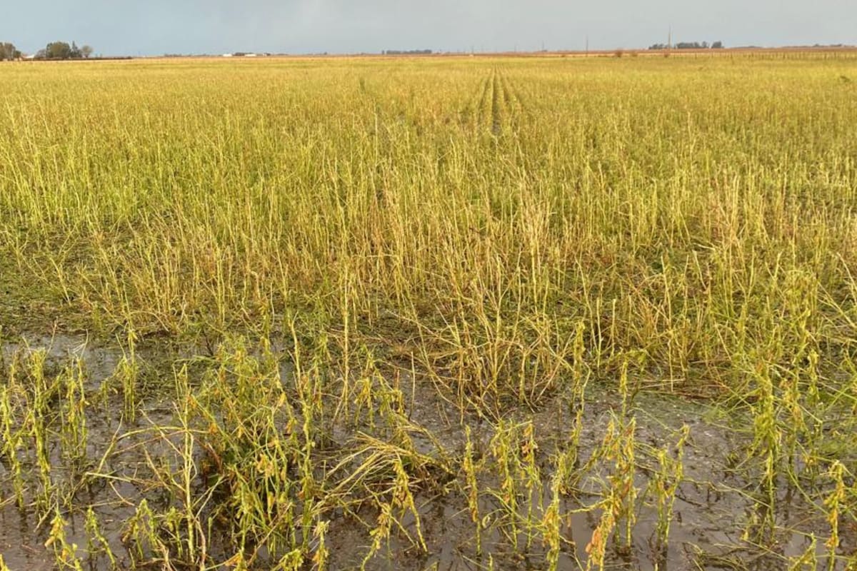 Lotes con maíz y soja con graves daños en la zona de Laborde y W. Escalante