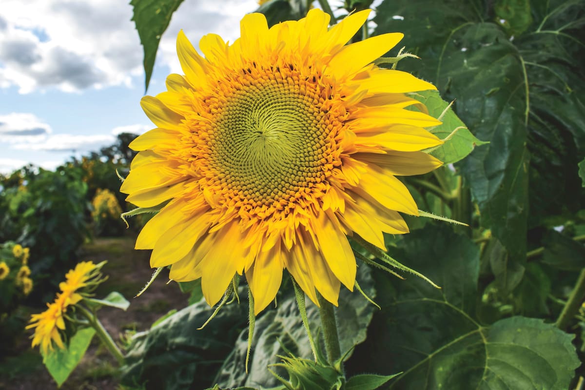 Lotes de girasol en floración, una imagen que volvió a repetirse en distintas regiones del país.