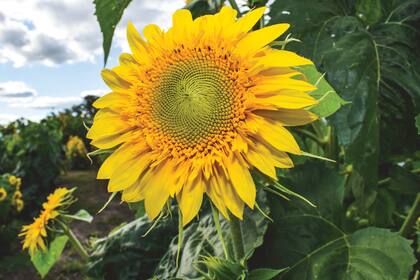 El girasol volvió a ganar protagonismo y el norte del país explica la mayor parte del salto