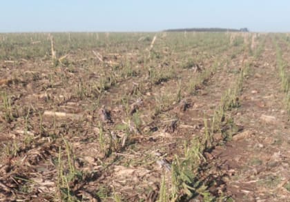 Lotes totalmente destruídos en el establecimento Renancó