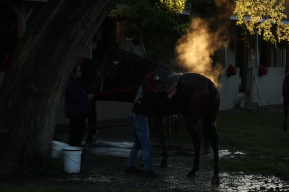 El vapor se eleva de un caballo mientras lo bañan durante el entrenamiento matutino para el Derby de Kentucky