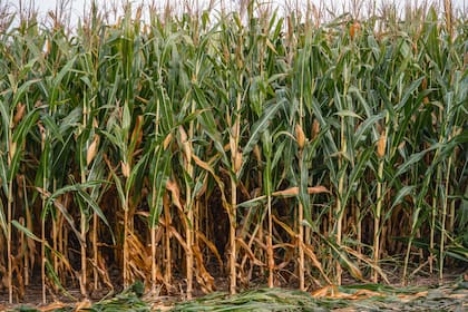 LSEG mantiene previsión para cosecha de maíz en Argentina, advierte sobre riesgos por clima seco