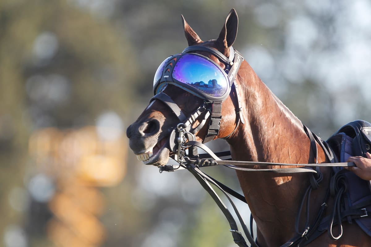 Luca Nebulosa, yegua de Alfredo Bigatti, utilizó lentes especiales y llamó la atención en el triunfo de La Ensenada-RS Murus Sanctus en el Abierto de Palermo.
