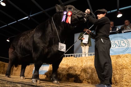 Luciano Correndo, de la cabaña Don Fioto, ubicada en la Patagonia, vendió un toro de la categoría dos años mayor en $8 millones