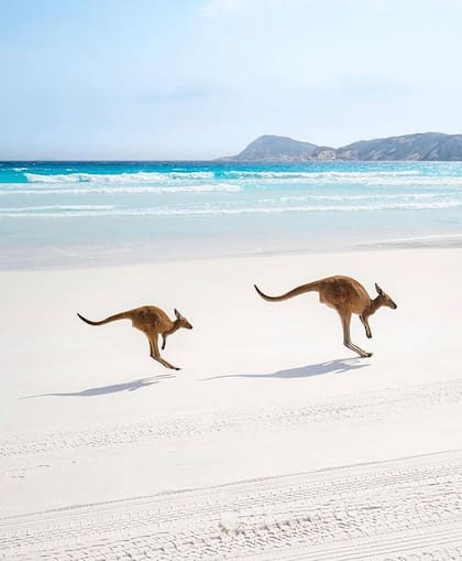 Lucky Bay fue catalogada como la mejor playa del mundo
