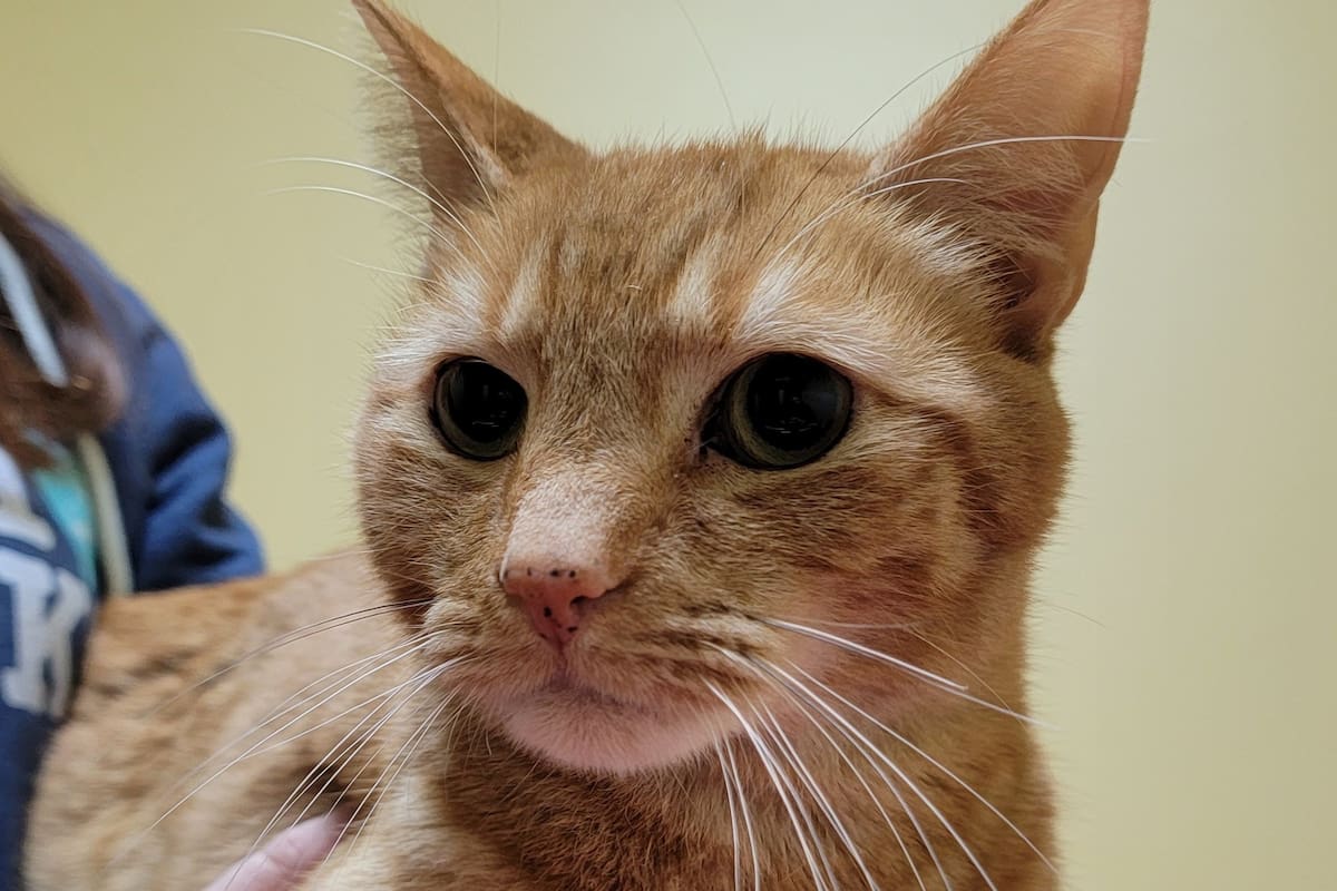 Lucky es un gato originario de Miami que recorrió más de 2000 kilómetros durante dos años