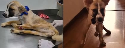 Lucky requiere una intervención que contempla la amputación de su patica izquierda y otros procedimientos veterinarios. Foto: en Instagram. @razasunicas