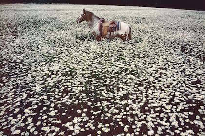 Lucky Spot in Daisy Field se titula esta foto, con el caballo Lucky Spot en un campo de margaritas, tomada en Sussex, en 1985