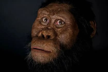 Lucy es mucho más famosa que Ardi, pero eso no quiere decir que esta última no haya revelado información importante