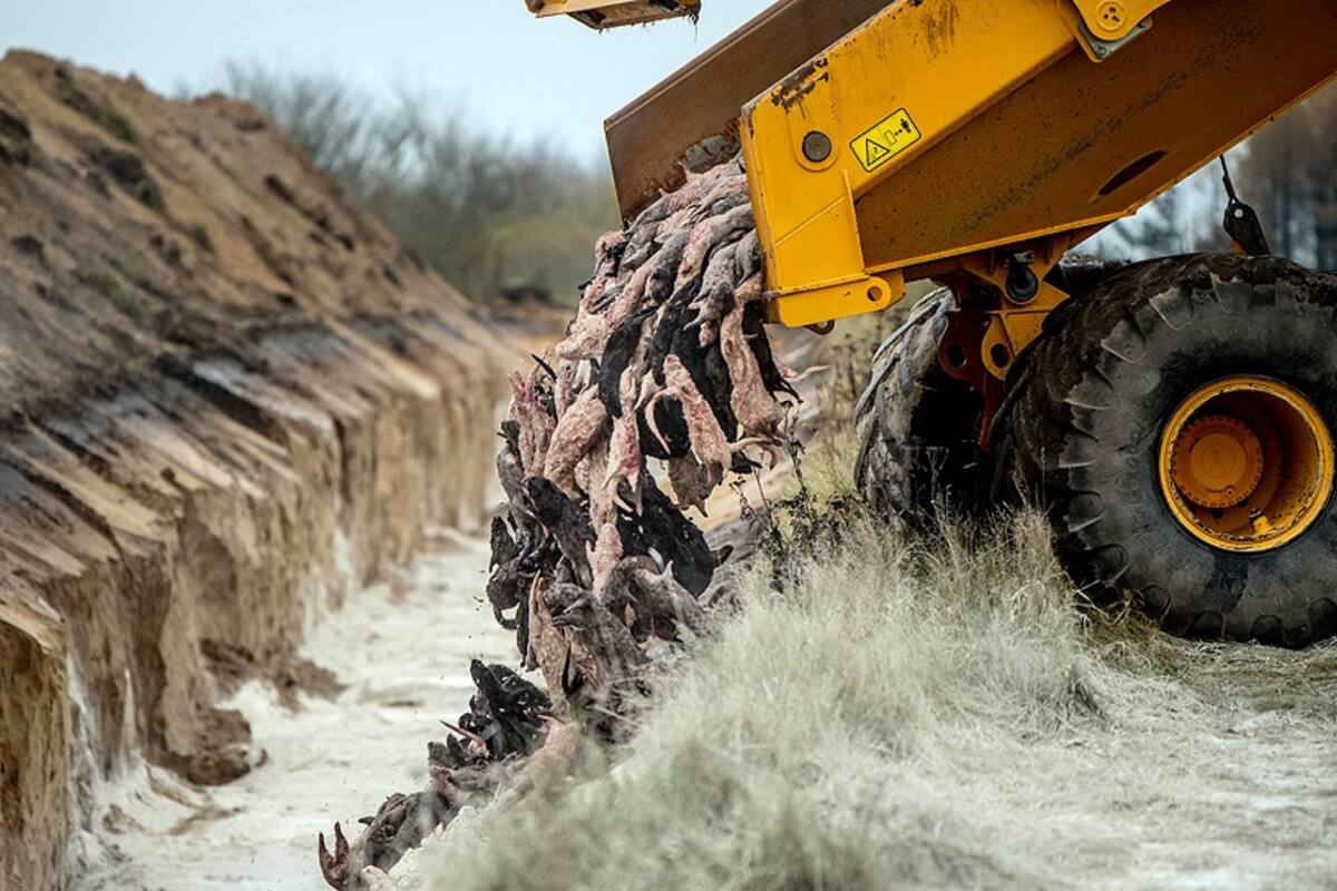 Luego de aprobar el sacrificio de más de 15 millones de visones, el gobierno danés admitió que la decisión fue mal manejada. Crédito: Telam