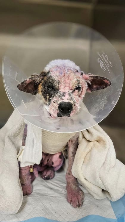 Luego de dos días de permanecer internada, Violet pudo abrir sus ojos.
