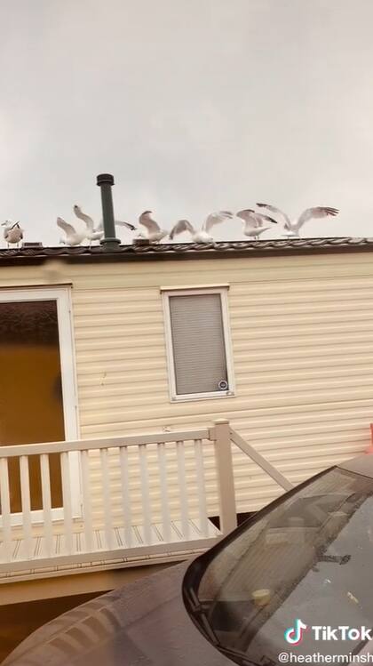 Luego de esparcir las migas de pan, un puñado de gaviotas se posaron sobre el techo de los vecinos