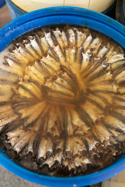 Luego de eviscerado y descabezado, la anchoíta se pone a salar "alla vera carne"