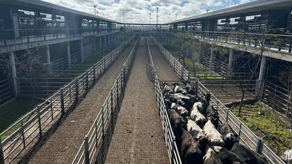 Luego de la oferta abundante de ayer, las ventas tuvieron poca competencia por parte de los operadores de compra, quienes actuaron con selectividad y otorgaron valores según la calidad de cada lote