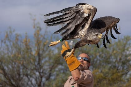 Luego de operarla y rehabilitarla en el Ecoparque porteño, el águila fue liberada en Nacuñán, Mendoza