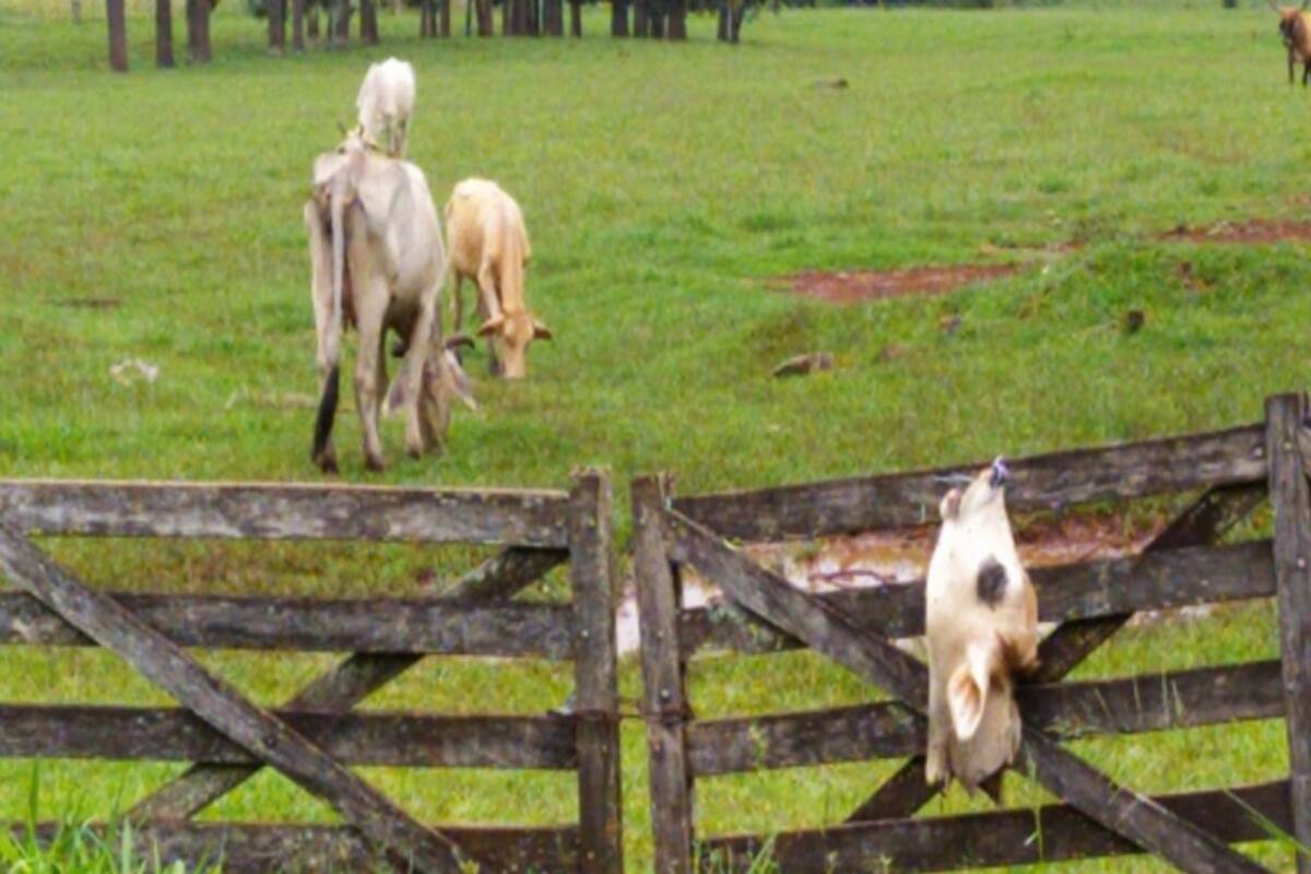Luego de que los productores se reunieran para pedir más seguridad, una cabeza de ganado apareció colgada de una tranquera