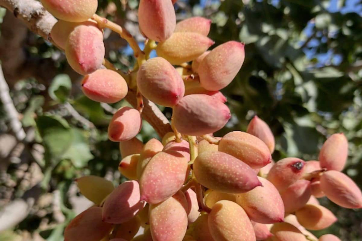 Luego de sistematizar una década de datos meteorológicos e información fenológica del cultivo, el INTA realizó la primera zonificación agroclimática del pistachero