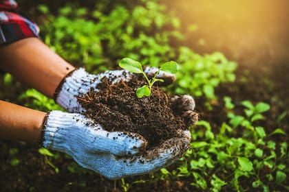 Luego de su primera fase y con resultados positivos en rentabilidad y captura de carbono, la empresa busca acelerar el mercado de carbono en el país