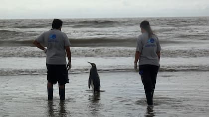 Luego de su rehabilitación, liberaron al animal en costas bonaerenses (Foto: Mundo Marino)
