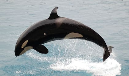 Luego de un año, Tilikum fue llevada a un zoológico (Crédito: pxfuel)