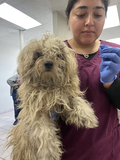 Luego de un chequeo médico, recibió un baño y un cambio de look.