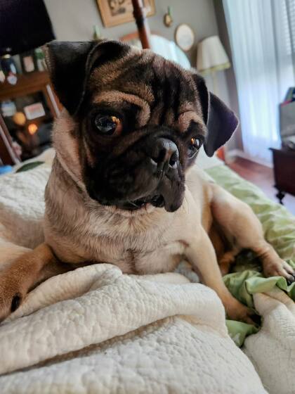 Luego de un paseo en el vecindario, el pug comenzó a tener comportamientos extraños