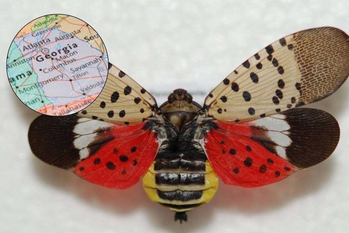 Luego de una década en EE.UU. la plaga llegó a Georgia a fines de octubre de 2024 (Universidad de Georgia)