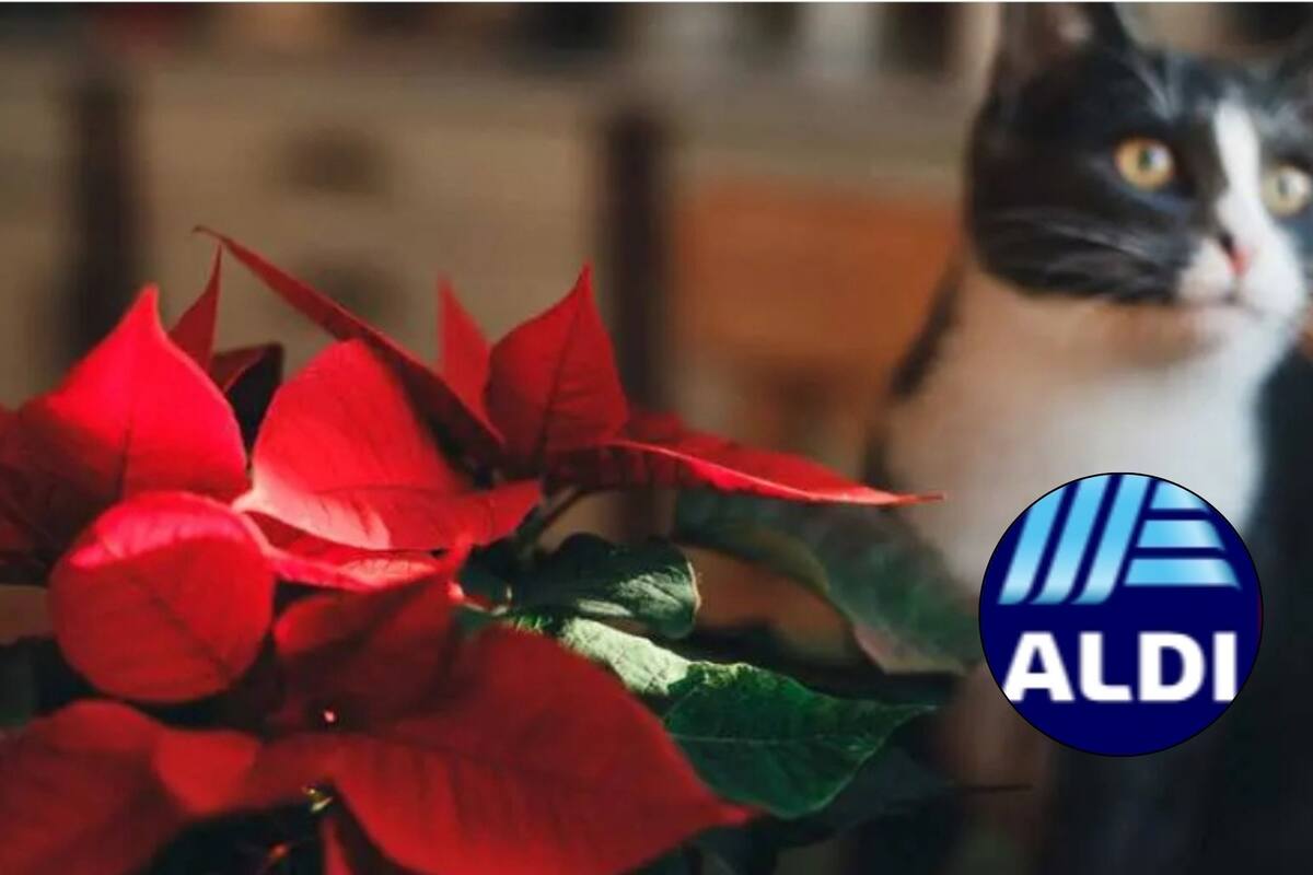 Luego del árbol, la flor de Pascua es la deco favorita de muchas personas para la temporada navideña. (Verdecora-Canva)