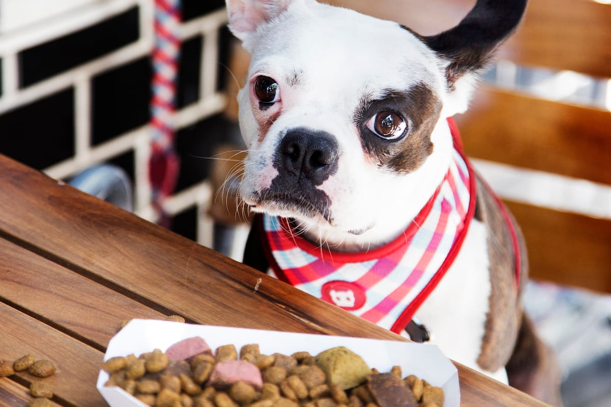 Lugares donde salir a comer no implica dejar a tu mascota en casa, de la mano de Club