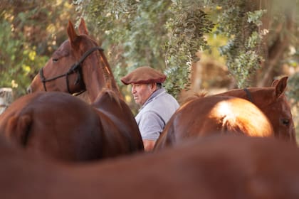 Luis Horacio "El Pelusa" Piñeiro sabe mucho de caballos de polo.