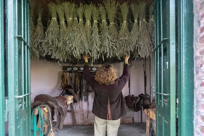 Luisa planta y cosecha lavandas en la estancia