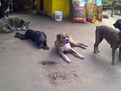 Luke en el refugio junto a otros perros también rescatados.