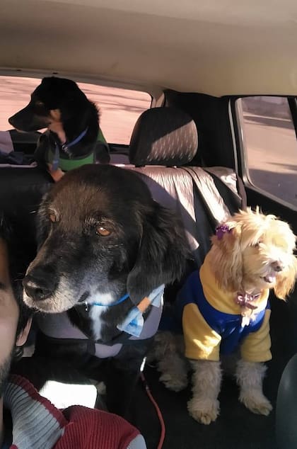 Luke es un perro entrado en años pero nunca perdió su espíritu alegre.