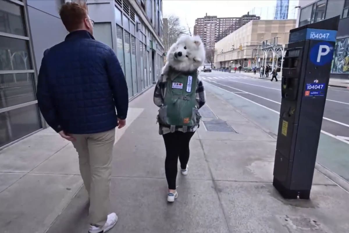 Lumi recorre las calles de Nueva York en una mochila de senderismo