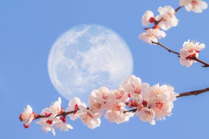 La luna de flores es símbolo de la primavera en el hemisferio norte