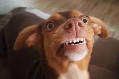 Luna aprovechó un momento de descanso de la anciana para robarle la dentadura.