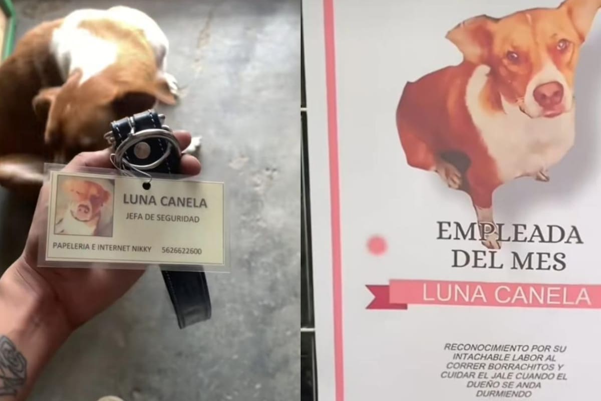 Luna Canela, la perrita que cuida una papelería a cambio de comida (Foto: TikTok: @fabielyk)