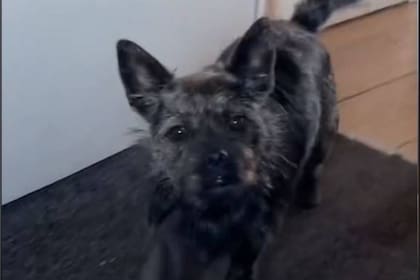 Luna es el nombre de la perra que fue comprada como bulldog francés en mayo de 2020 y ahora se convirtió en viral en TikTok