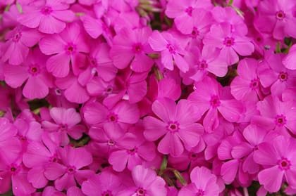 Luna llena Rosa: su nombre hace referencia a la aparición de flores silvestre llamadas phlox (Foto ilustrativa: Freepik)