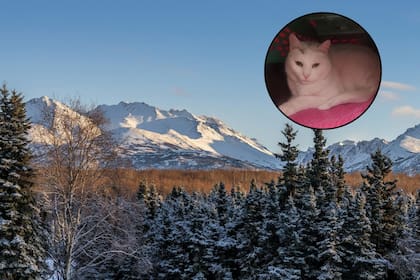 Luna se escapó de su casa cuando era muy joven y su microchip le permitió volver a encontrar a su dueña (Archivo/Georgina Fernández)